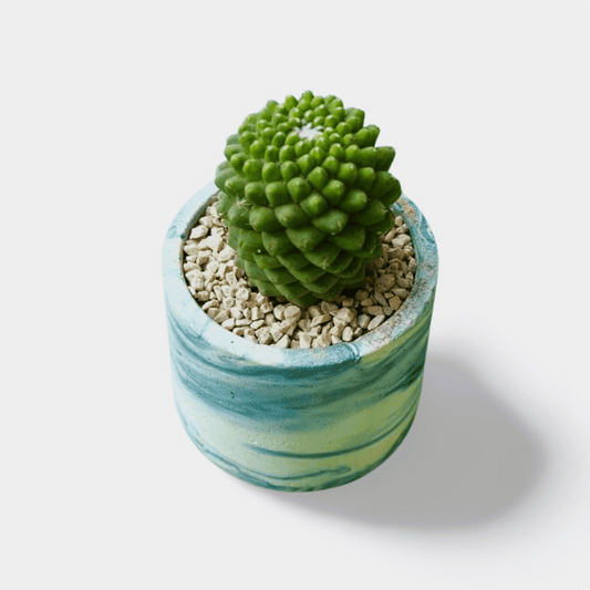 Pineapple Cactus - Shalamar Nurseries & LandscapersShalamar Nurseries & Landscapers