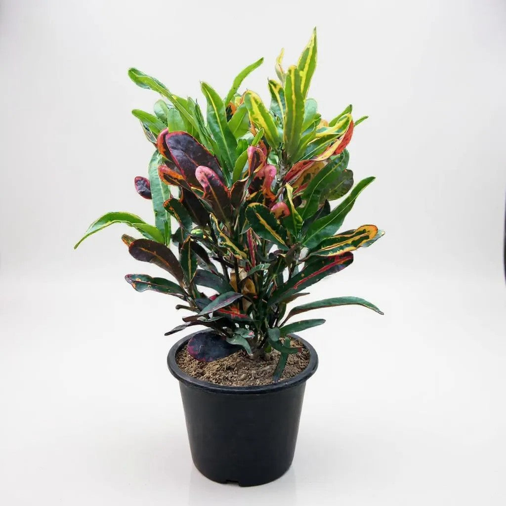 Croton Mammy