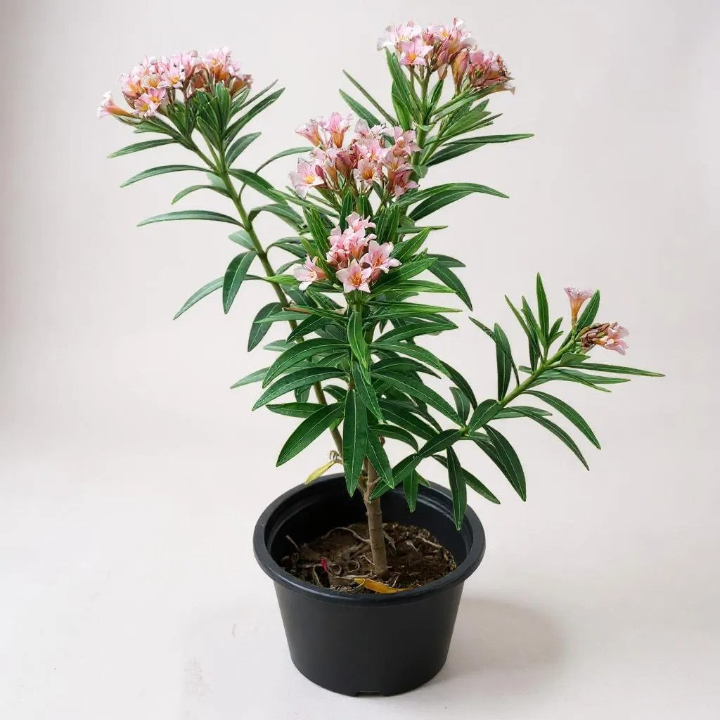 Oleander dwarf light pink