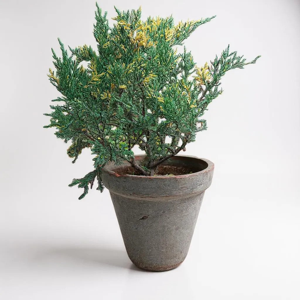 Juniper