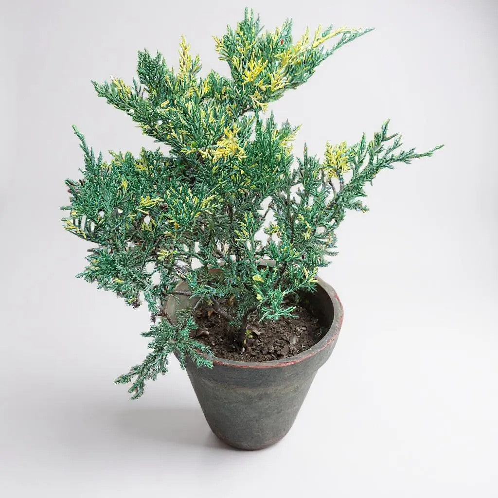 Juniper