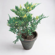 Juniper