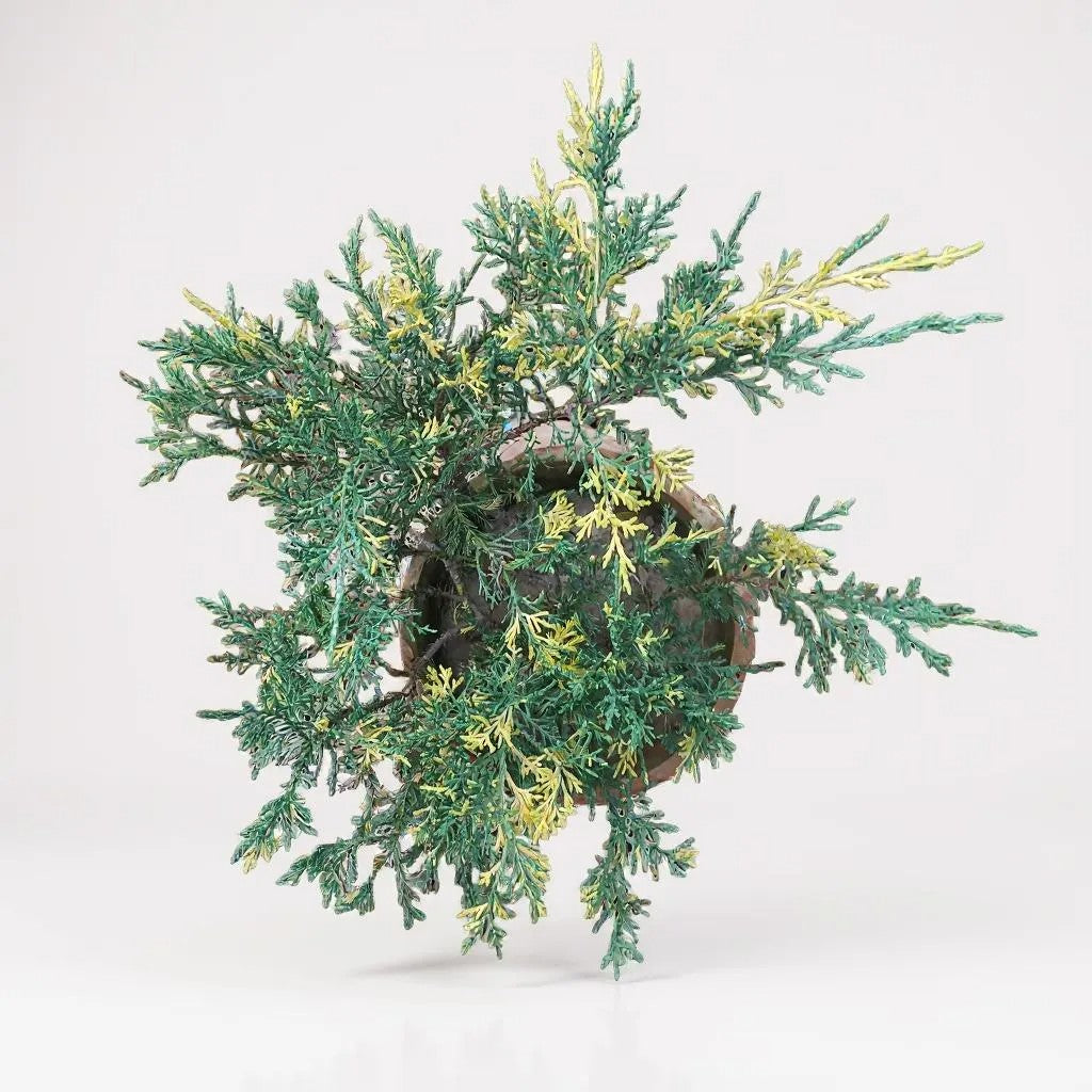 Juniper