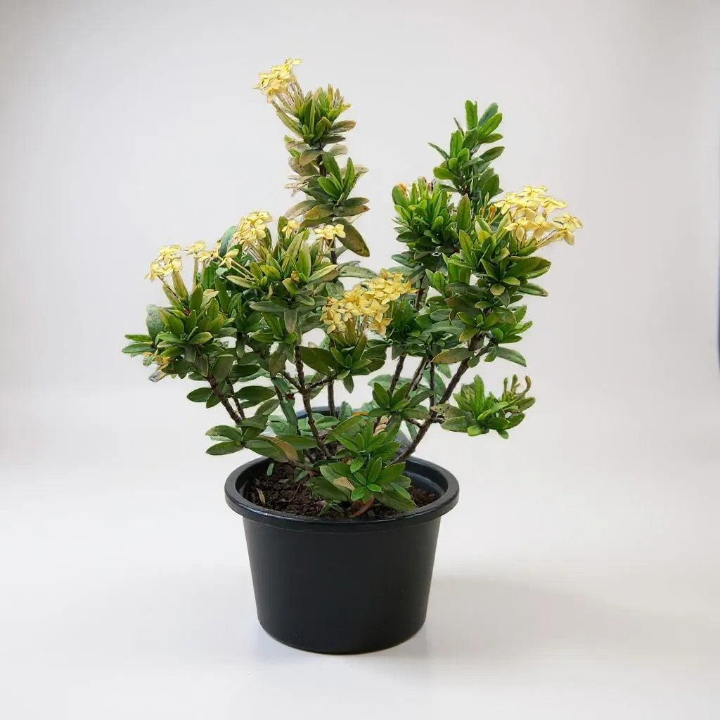 Ixora dwarf yellow