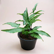 Syngonium Arrowhead