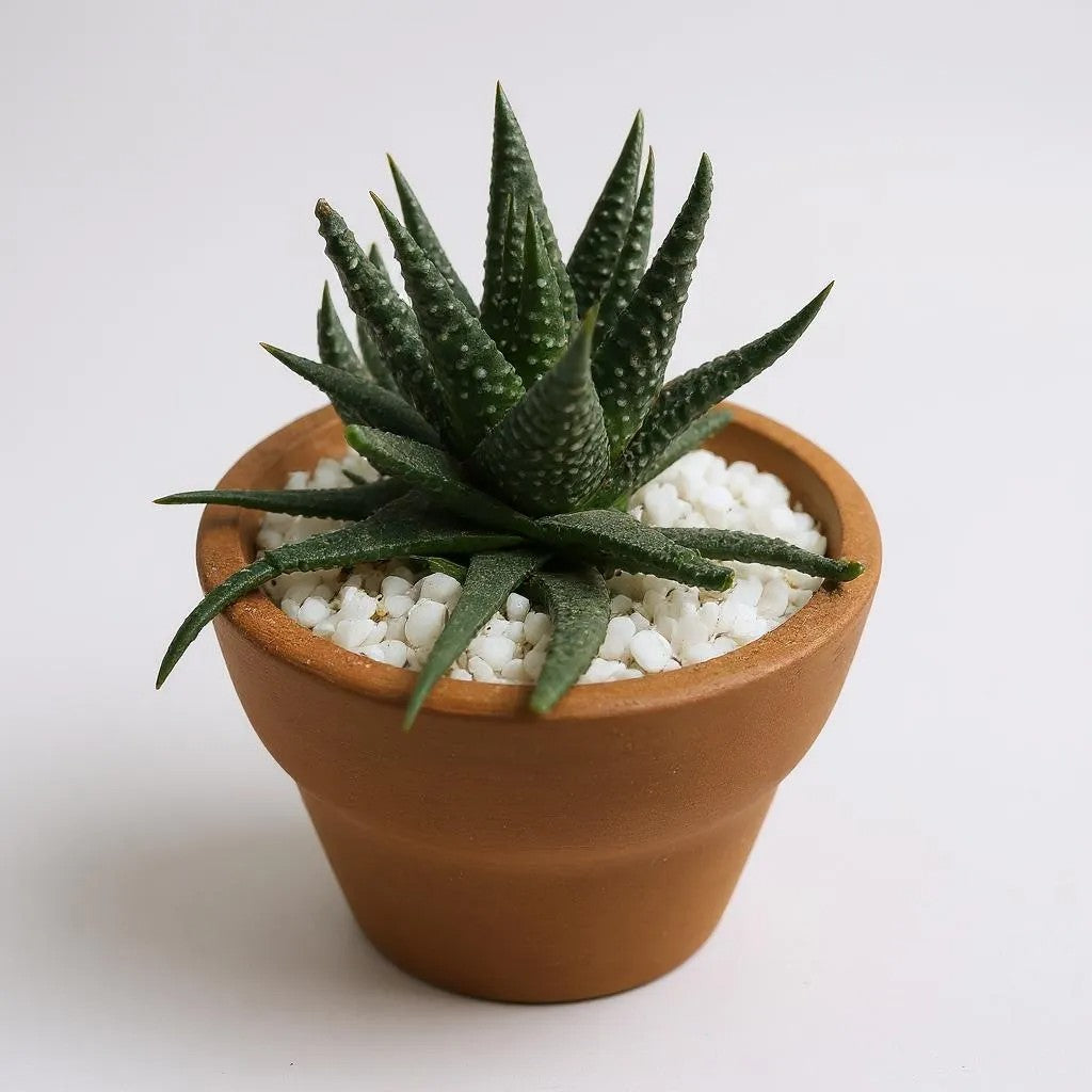 Haworthia Limifolia Green