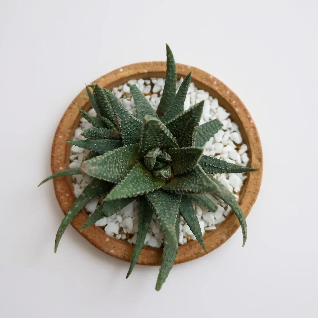 Haworthia Limifolia Green