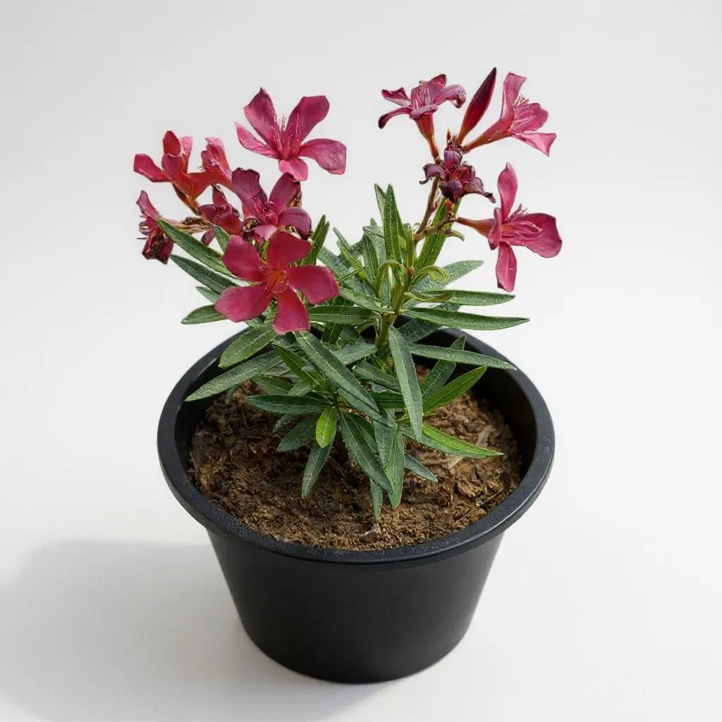 Oleander Dwarf Pink