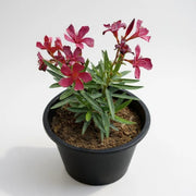 Oleander Dwarf Pink