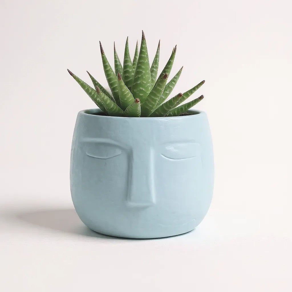 Haworthia Zebra in 3D Printed OLA Pot