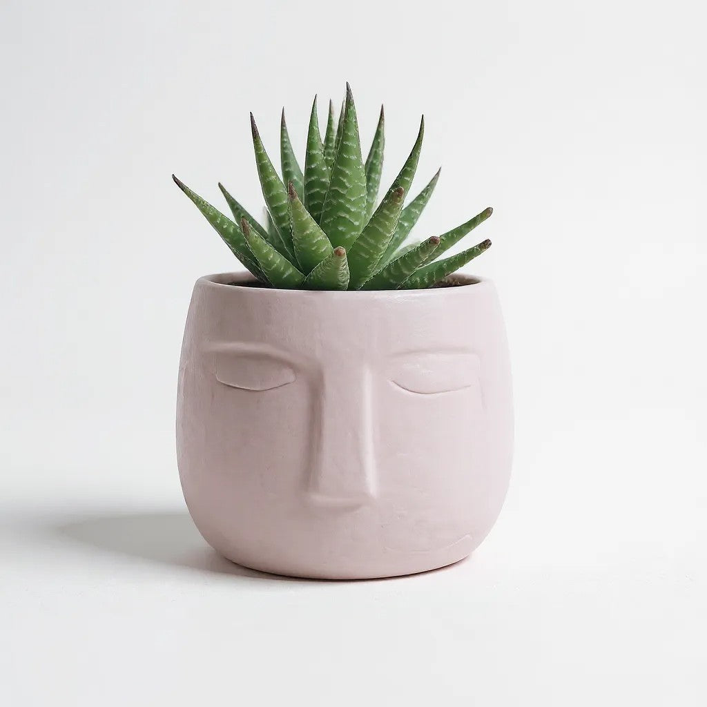 Haworthia Zebra in 3D Printed OLA Pot