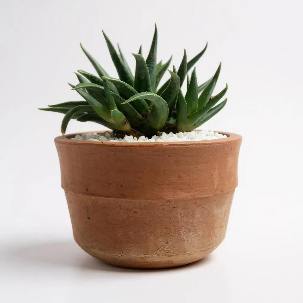 Haworthia spinwheel