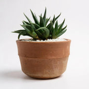 Haworthia spinwheel