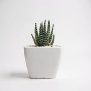 Haworthia Zebra