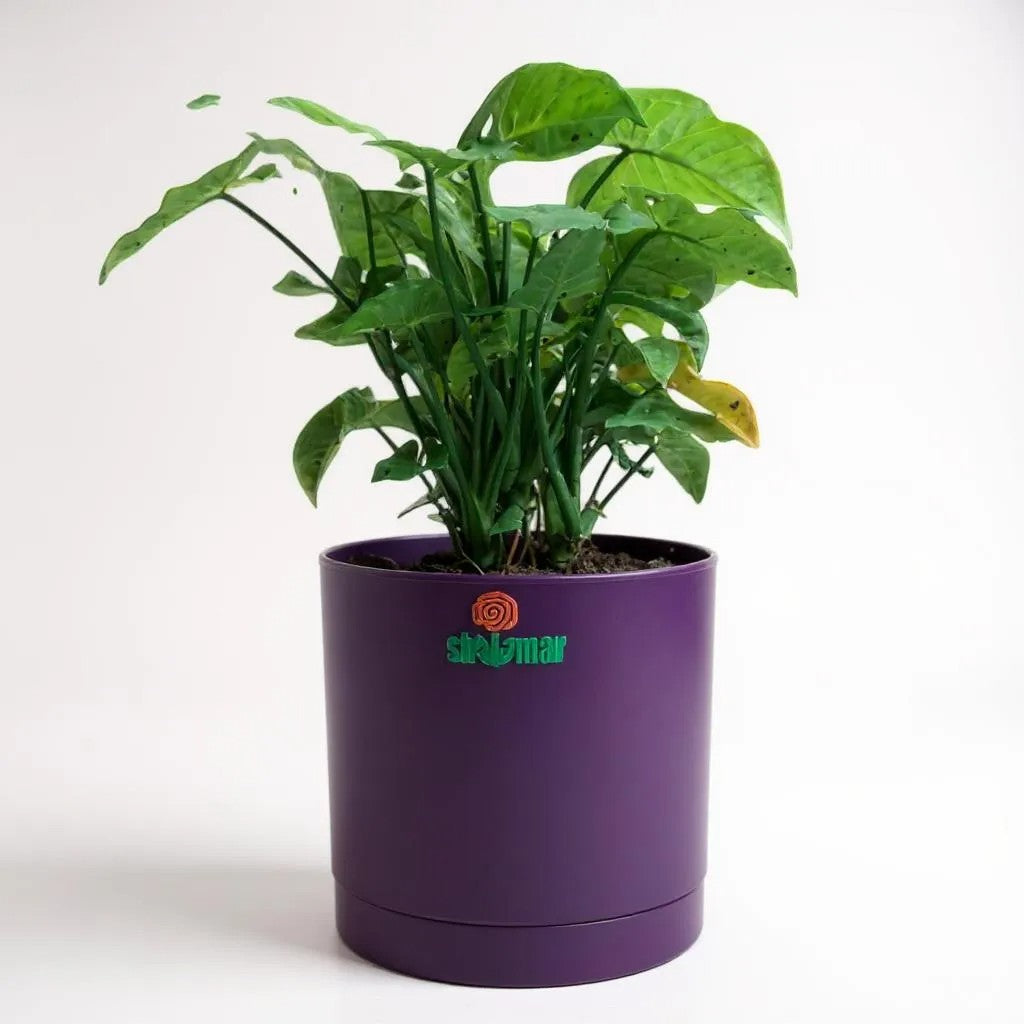 Syngonium podophyllum (Arrow head plant) in Zen Pot