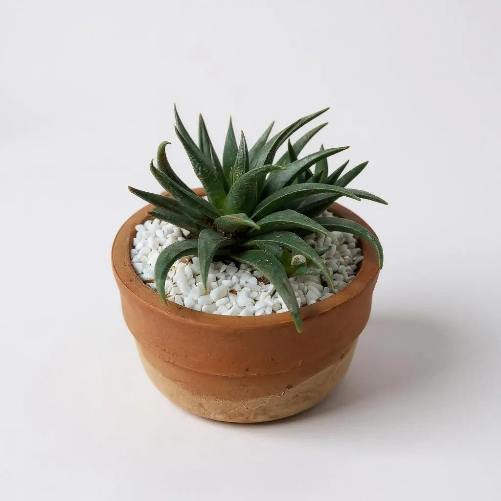 Haworthia spinwheel