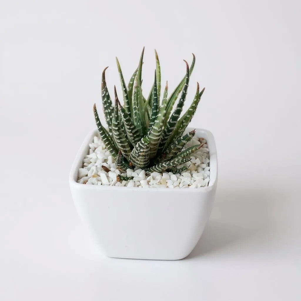 Haworthia Zebra