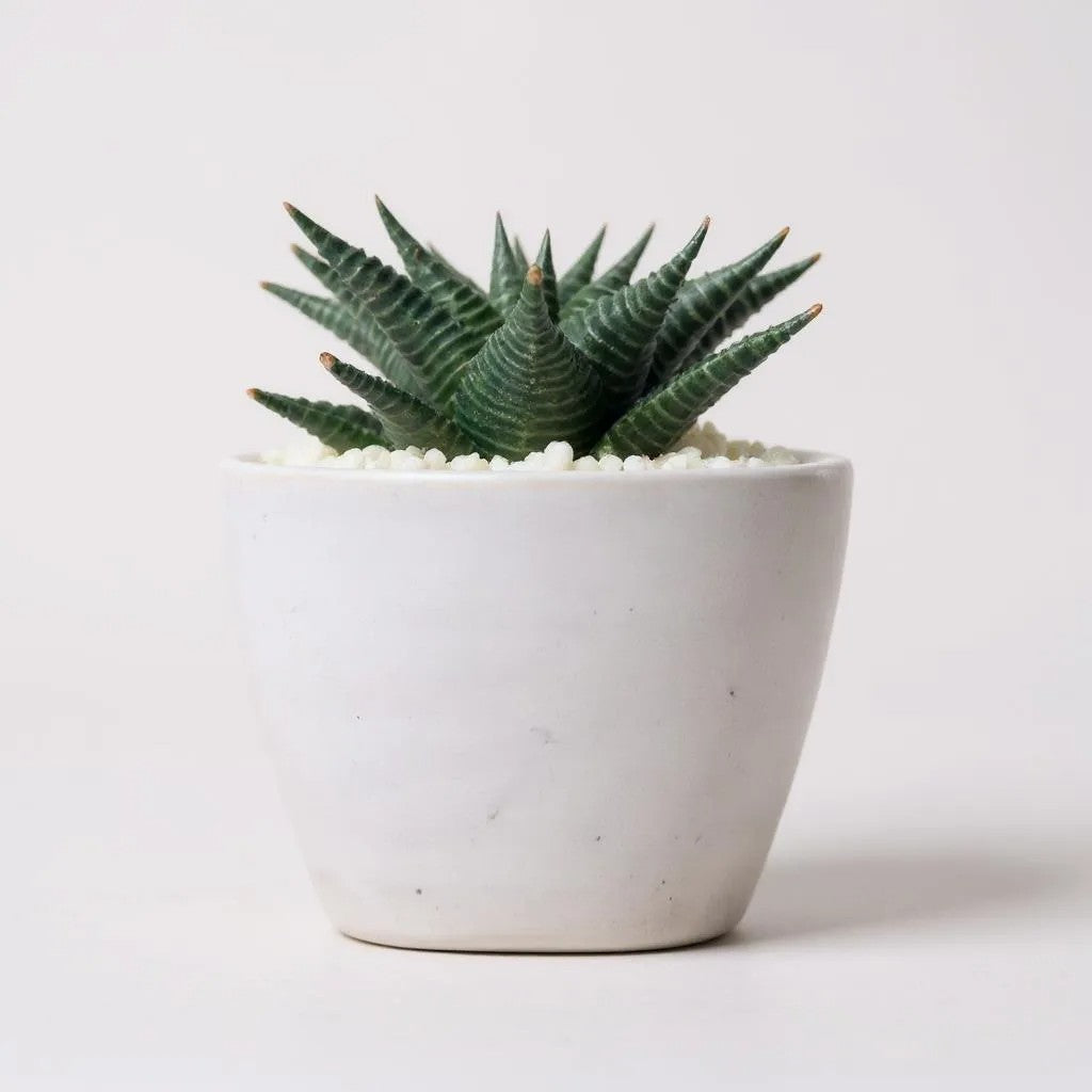 Haworthia Limifolia
