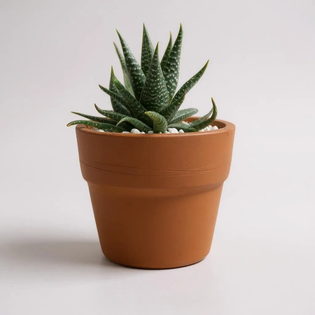 Haworthia Limifolia Green