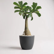 Adenium Desert Rose