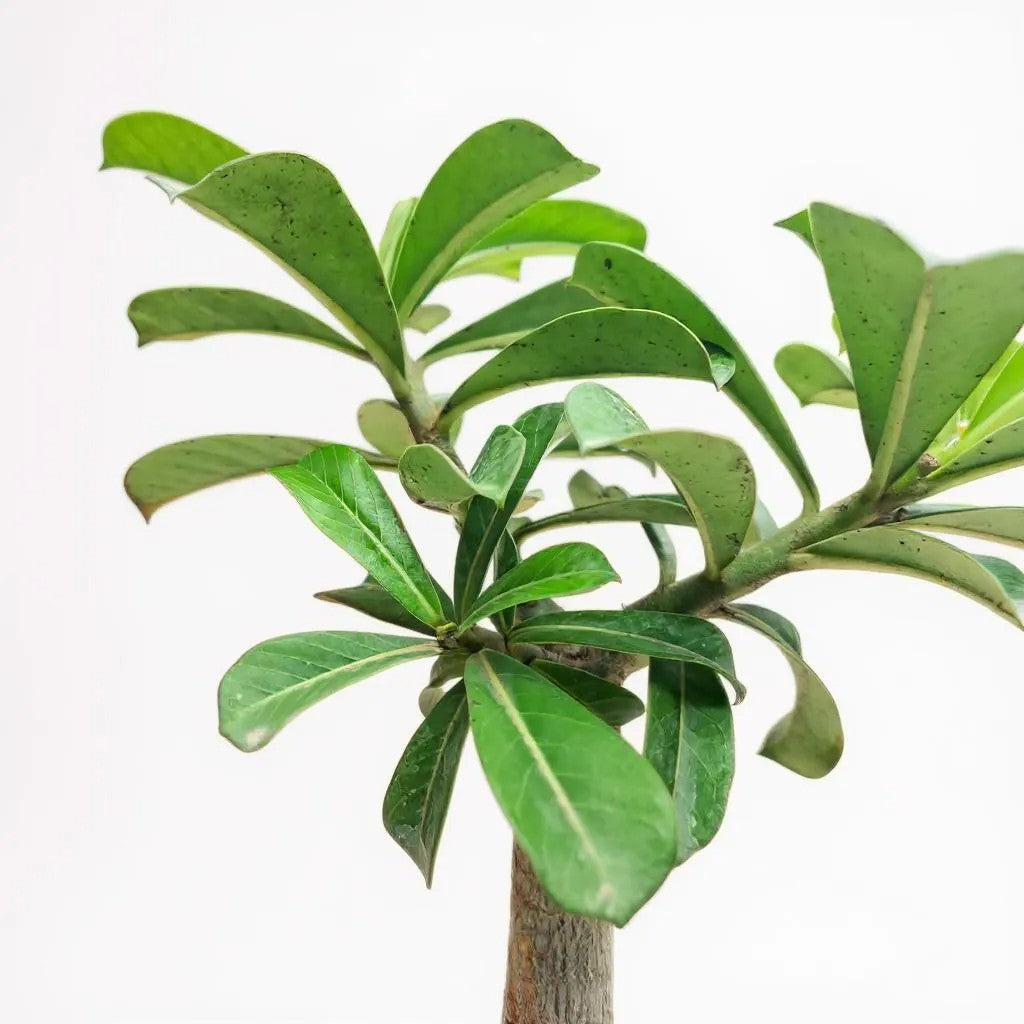 Adenium Desert Rose in Luma Pot