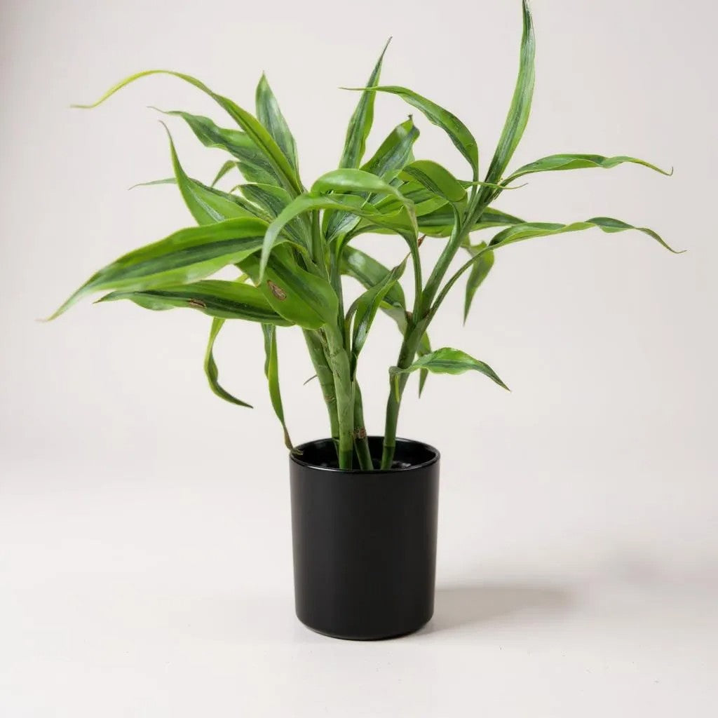 Ceramic Containers for Lucky Bamboo Small