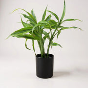Ceramic Containers for Lucky Bamboo Small
