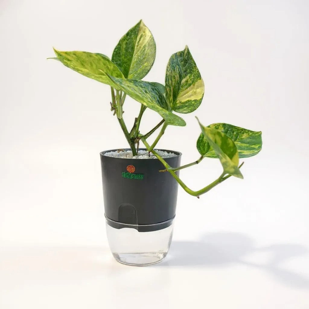 Pothos (Money Plant)