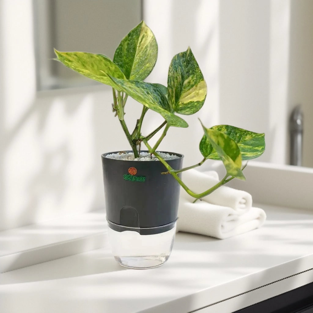 Golden Pothos (Money Plant Marble)