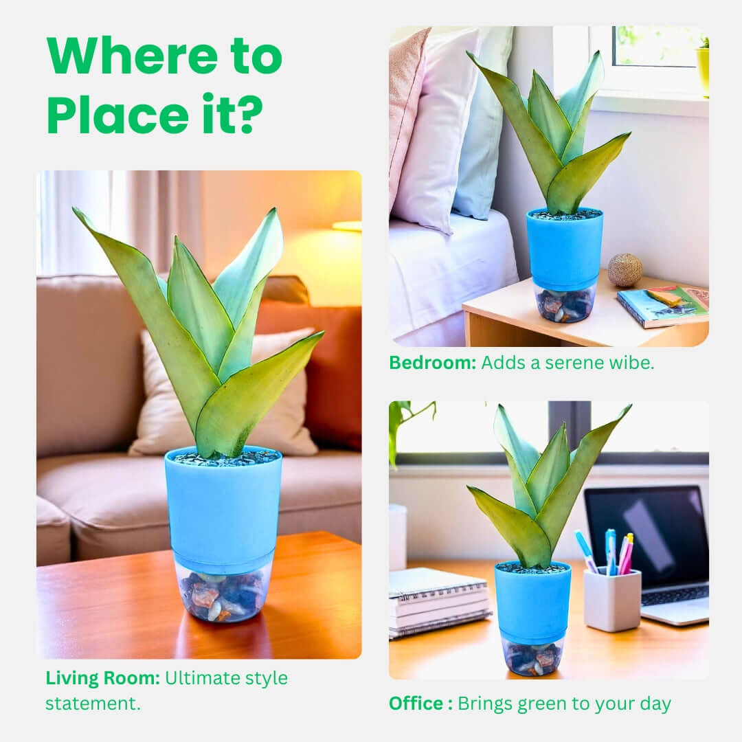 Sansevieria trifasciata  moonshine (Snake Plant Silver)