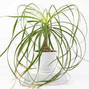 ponytail beaucarnea shalamar nursery