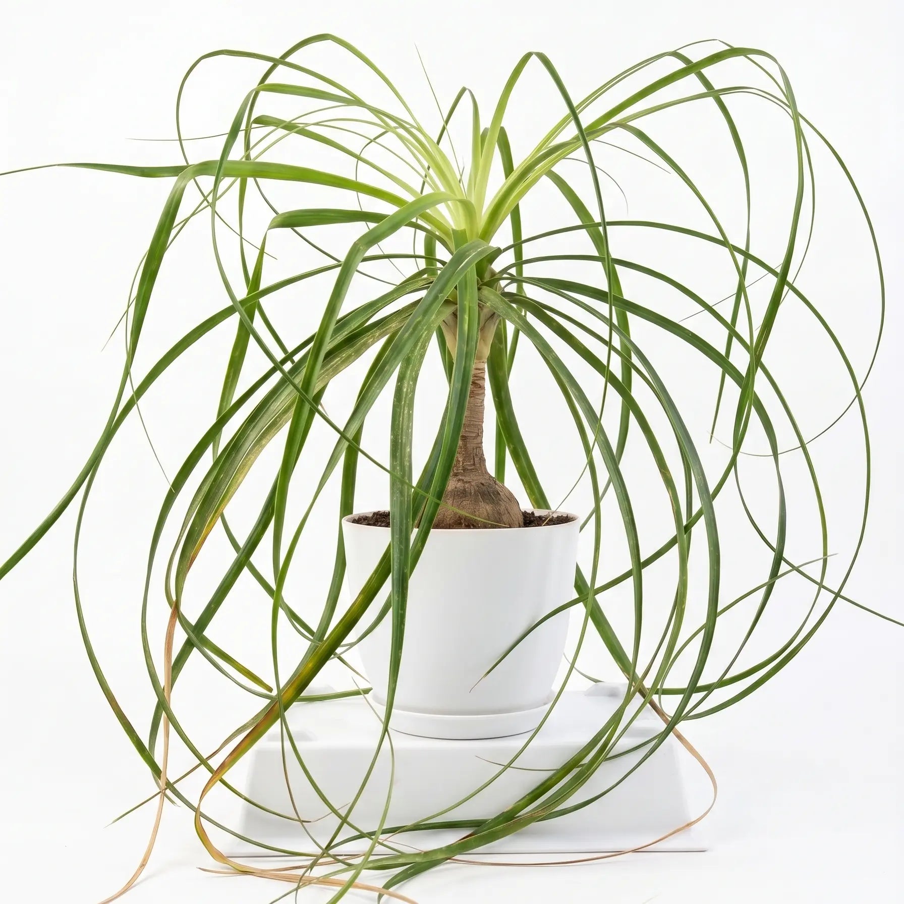 ponytail beaucarnea shalamar nursery