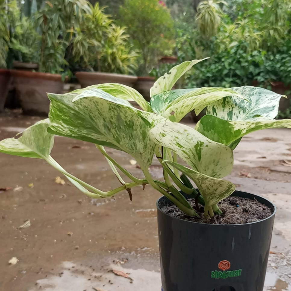 pothos marble queen self watering pot
