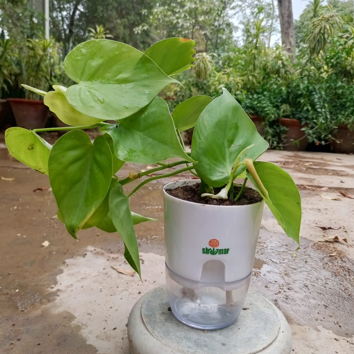 pothos money plant golden self watering pot shalaar