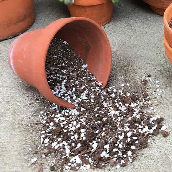 Potting soil for Succulent & Cactus 250gm - Shalamar Nurseries & LandscapersShalamar Nurseries & Landscapers
