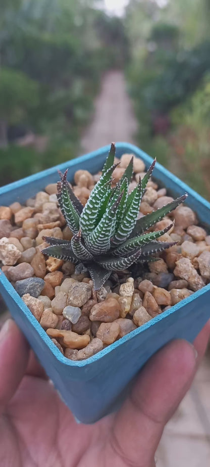 Haworthia Zebra