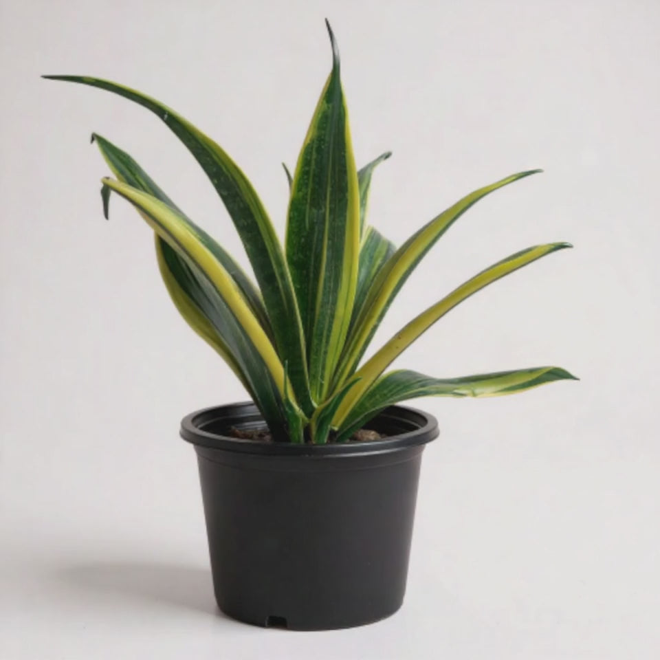 Load video: Snake Plant Sensaveria Golden Flame
