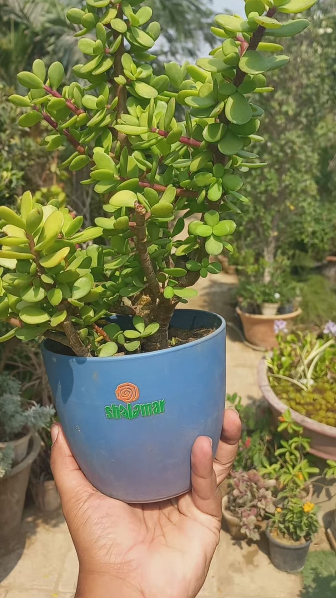 Load video: Jade Plant Tasbeeh Elephant Bush in Luma Pot
