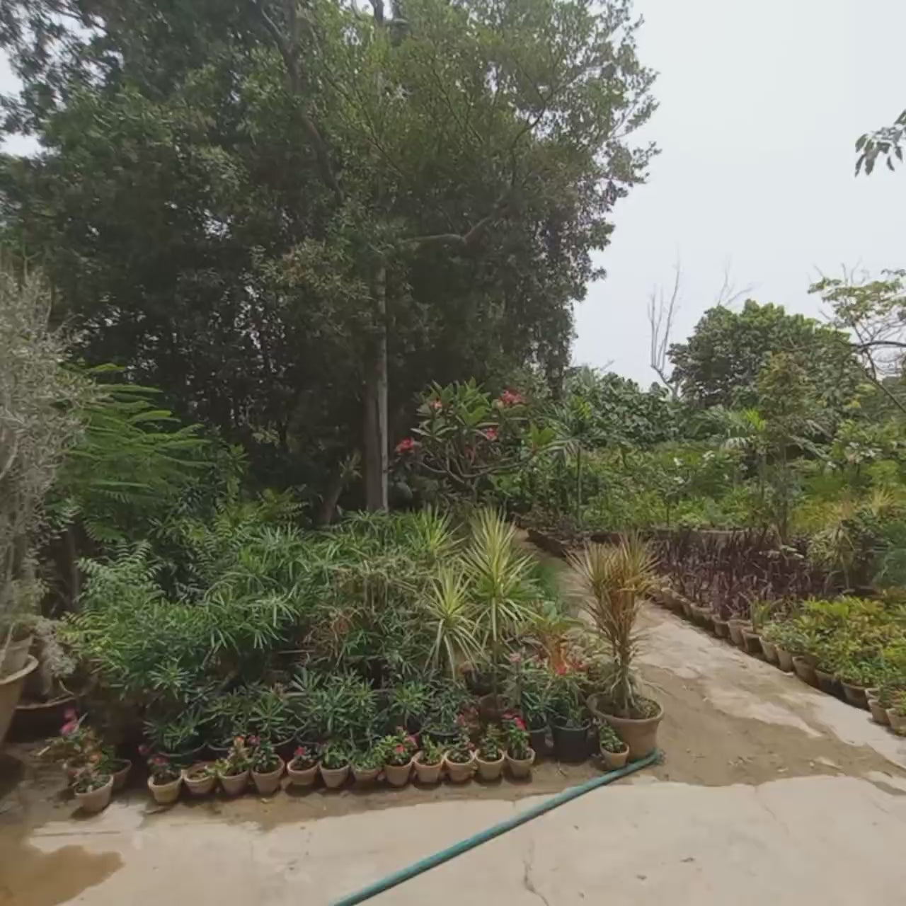 Load video: shalamar nursery gulshan