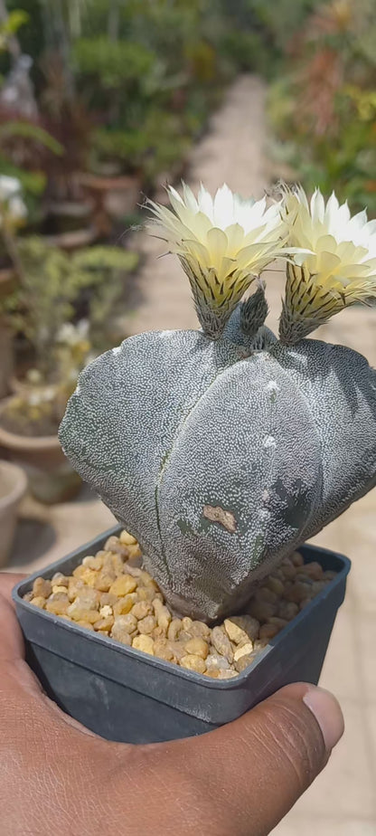 Astrophytum Cactus