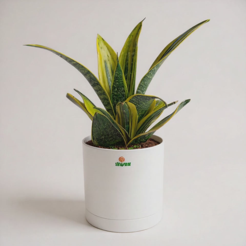 Load video: Snake Plant Sensaveria Golden Flame