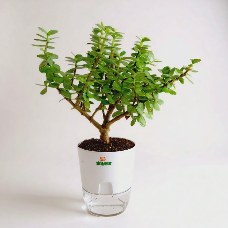 Load video: Jade Plant Tasbeeh Bail