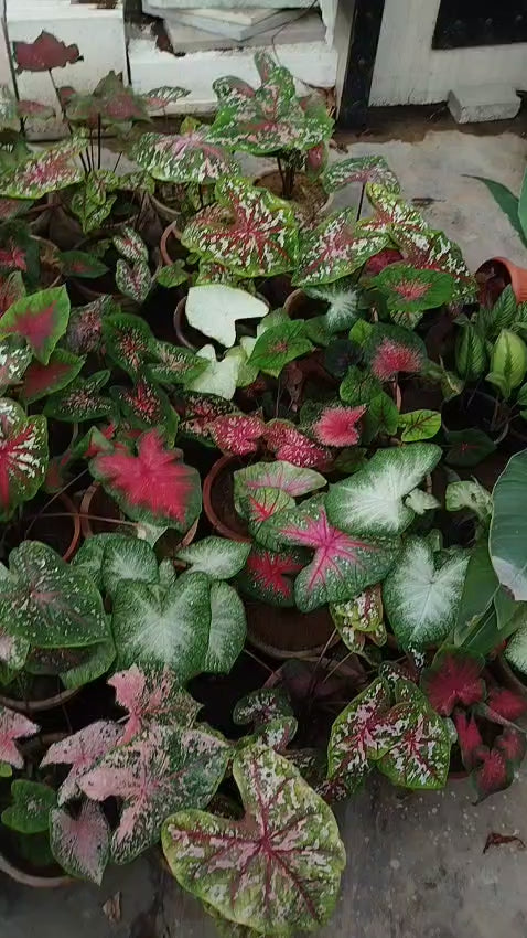 Load video: Caladium Bulbs Mix (Thailand)