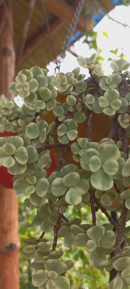 Hanging Jade Variegated