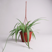 Spider Plant in Hanging Basket