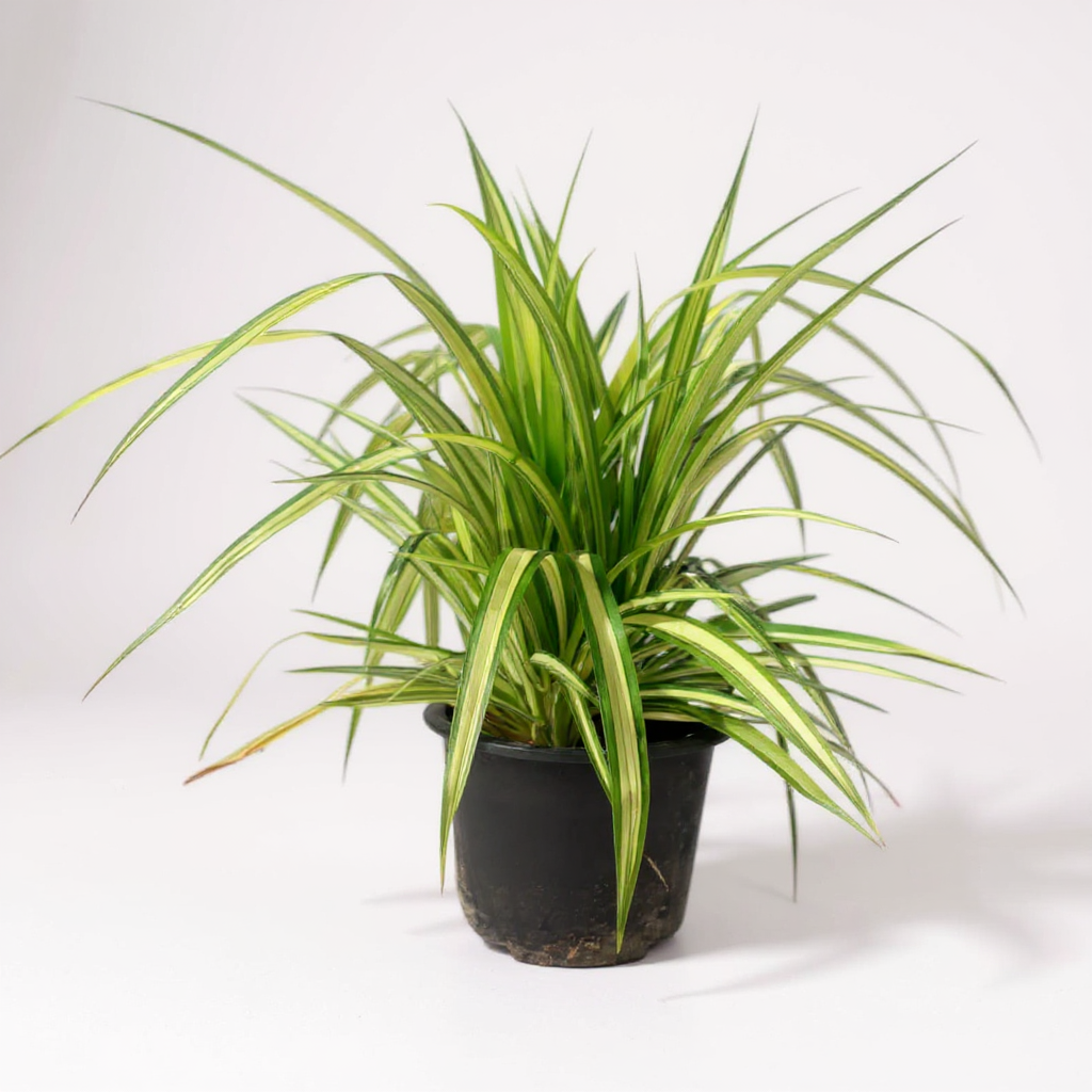 Pandanus Vareigated Kewra