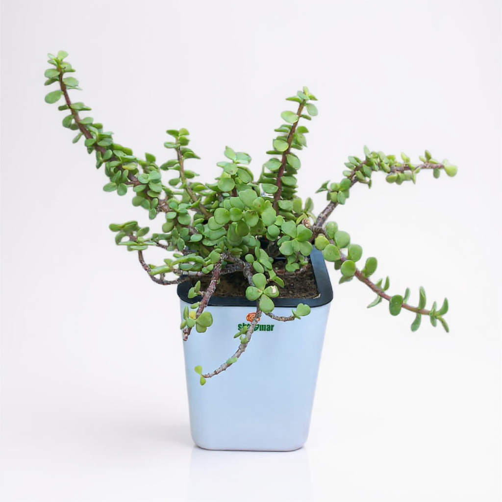 Crassula Lucky Jade Plant in Nova Self Watering Pot
