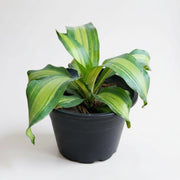 Dracena Massangeana Makai Patta Brazilian Boxwood