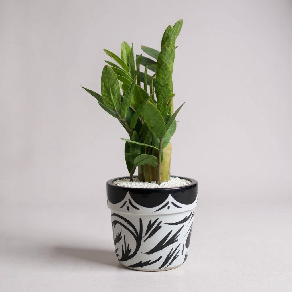 ZZ Plant Green in Painted terracotta pot