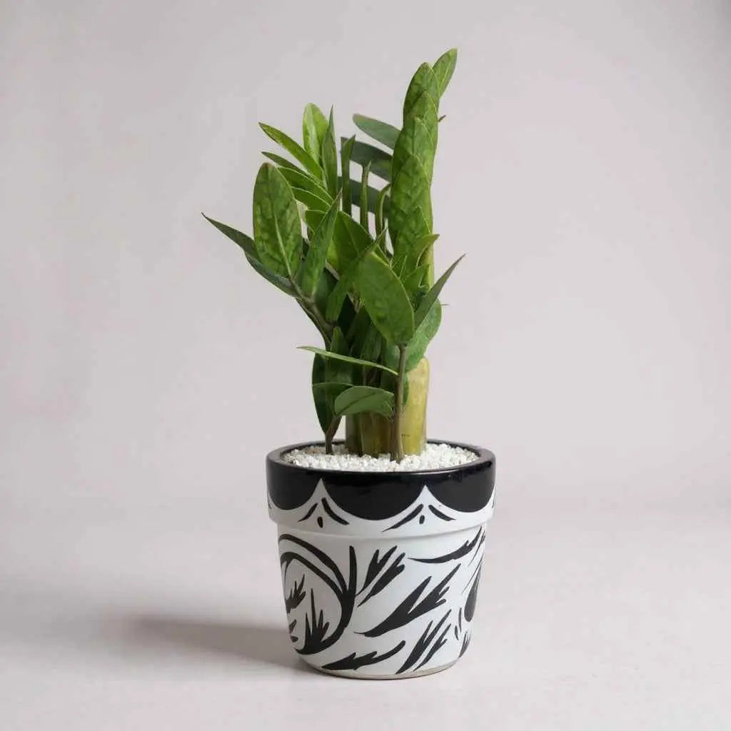 zz plant terracotta pot ZZ Plant Green in Painted terracotta pot